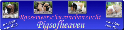 Rassemeerschweinchen Hobbyzucht Pigsofheaven