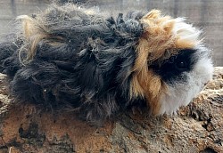 Fluffy, *20.02.2025, Lunkarya, schildpatt-weiß