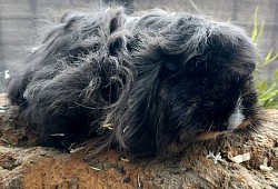 Kuschel, *10.02.2025, Lunkarya, schildpatt-weiß