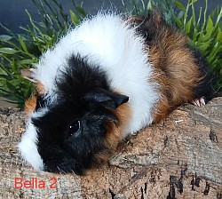 Bella, *06.02.2026, Lunkarya-Mix, schildpatt-weiß